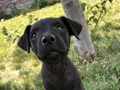 Patterdale terrier puppies