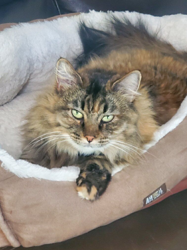 Lost Fluffy Cat in Spanish Fork