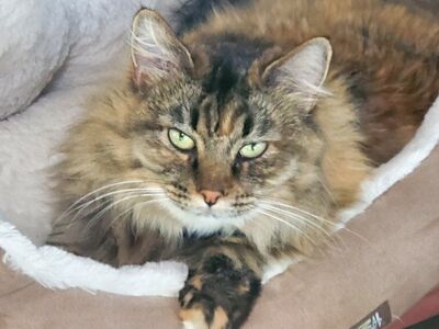 Lost Fluffy Cat in Spanish Fork