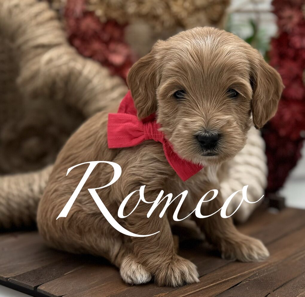 🧸 ᵀᵒʸ ˢⁱᶻᵉᵈ Goldendoodles Golden Doodle Valentines