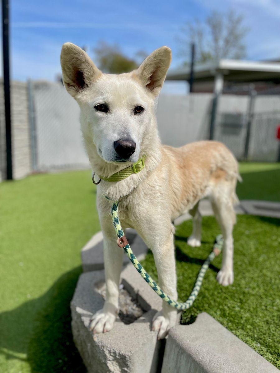 A160922 Cookie Butter is Available for Adoption!