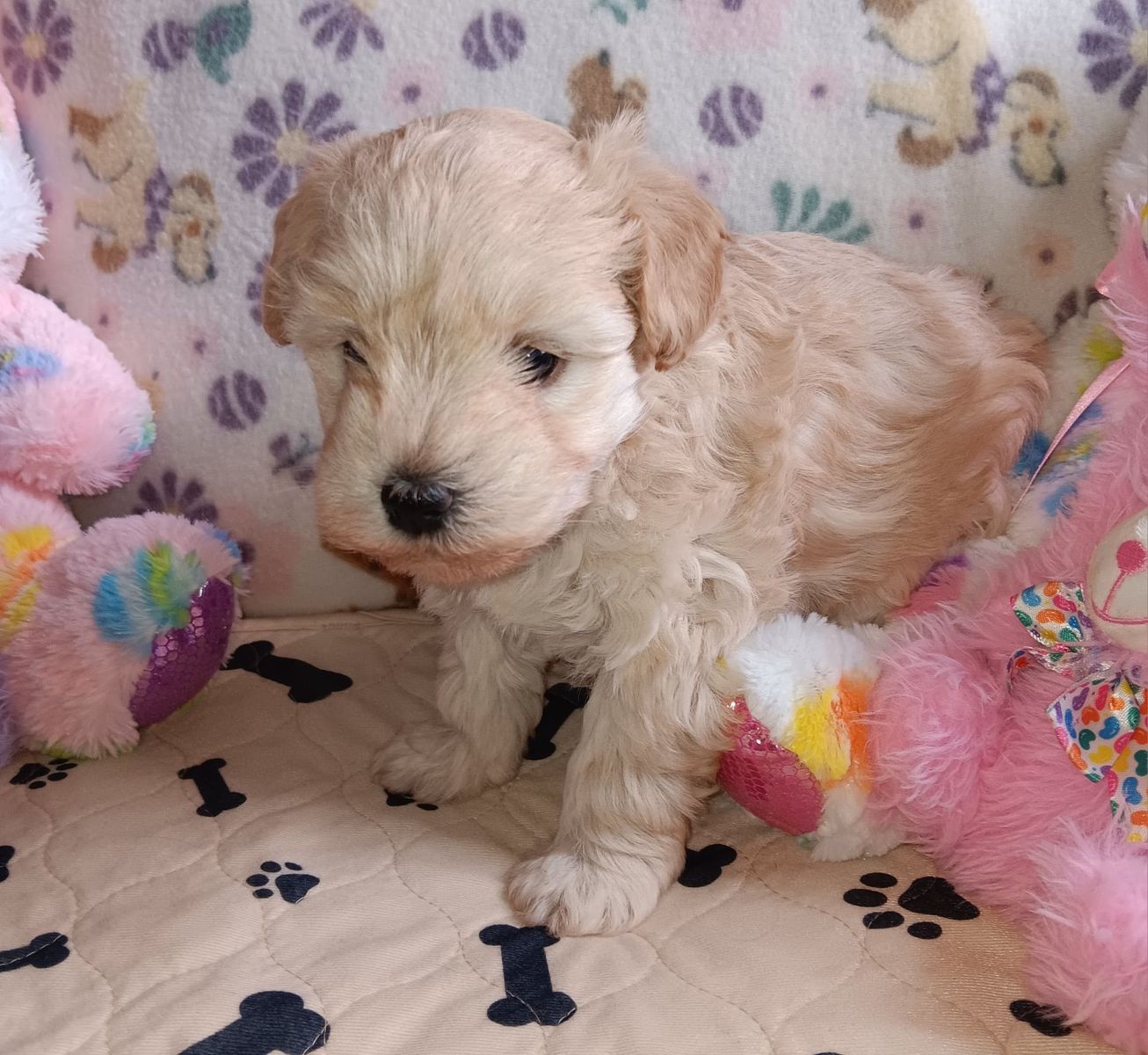Miniature Schnauzer AKC female
