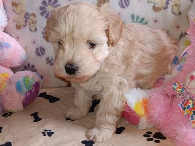 Miniature Schnauzer AKC female
