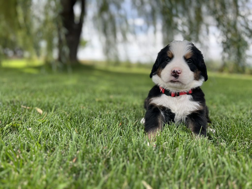 Bernese Mountain Dog