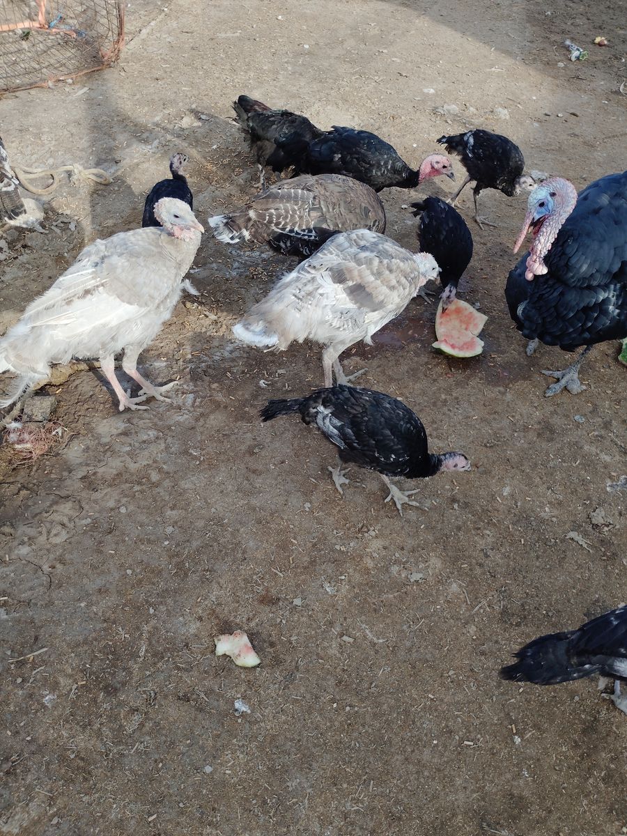 Turkey poults