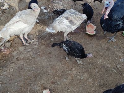 Turkey poults