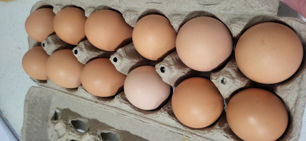 backyard chicken eggs, $5 a dozen