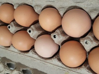 backyard chicken eggs, $5 a dozen