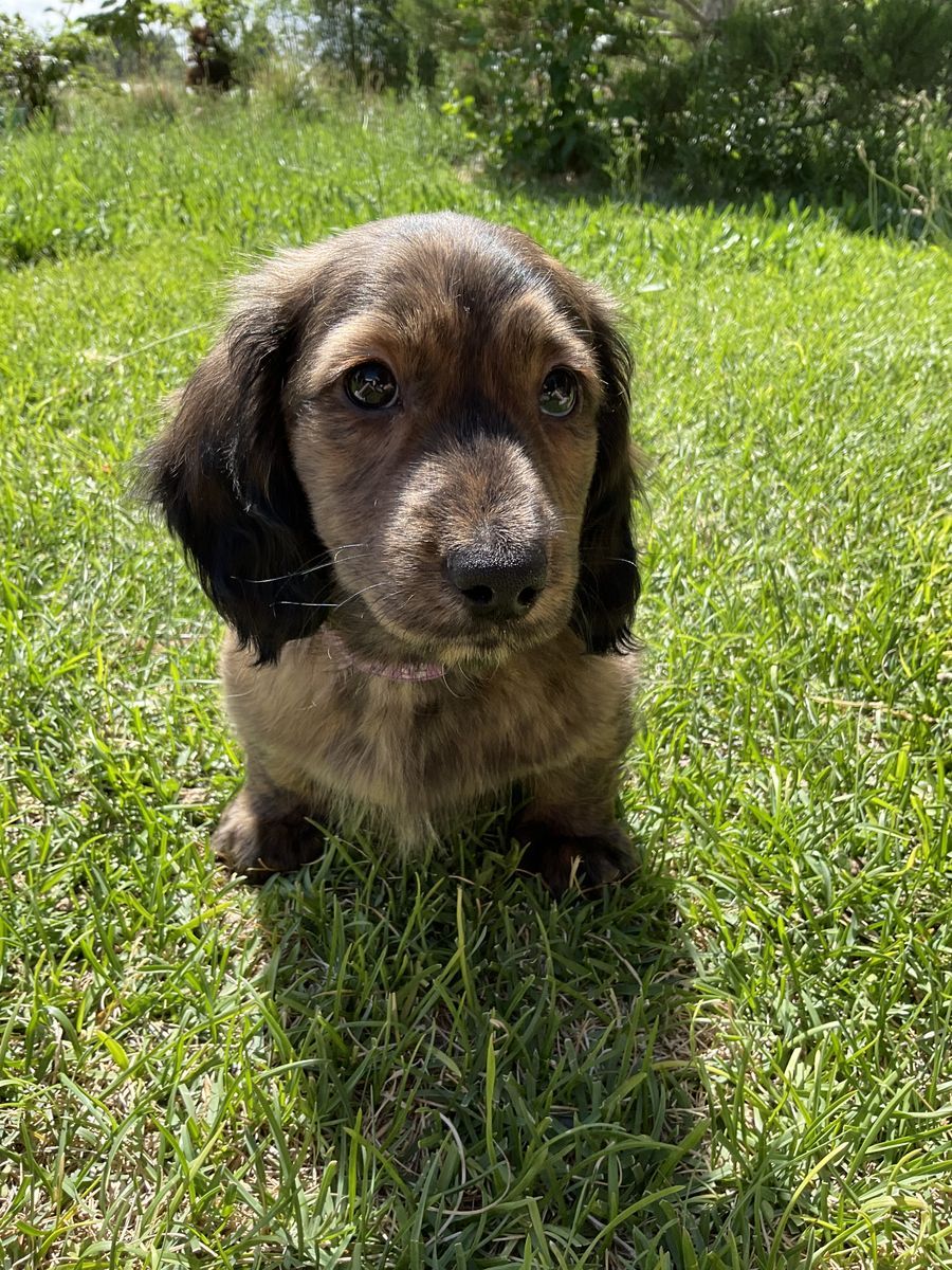 AKC Long Hair Male Miniature Dachshund