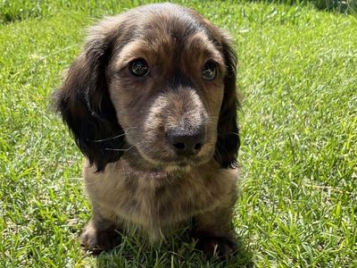 AKC Long Hair Male Miniature Dachshund