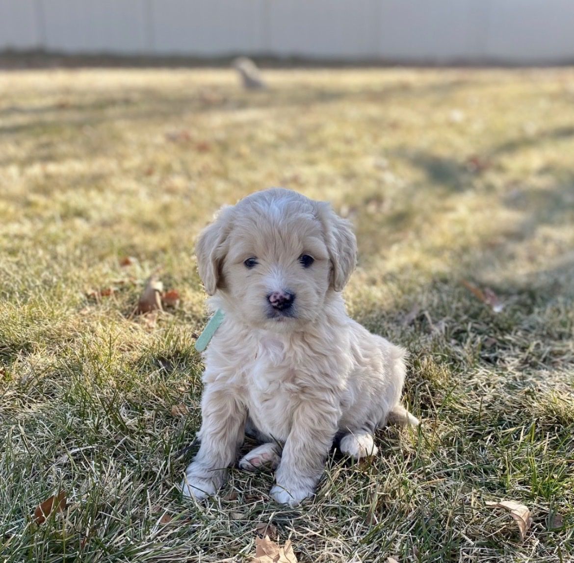 F1 Mini Goldendoodle Ready Today
