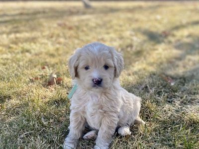 F1 Mini Goldendoodle Ready Today