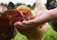 10 Purebred Hens For Sale