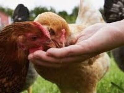 10 Purebred Hens For Sale