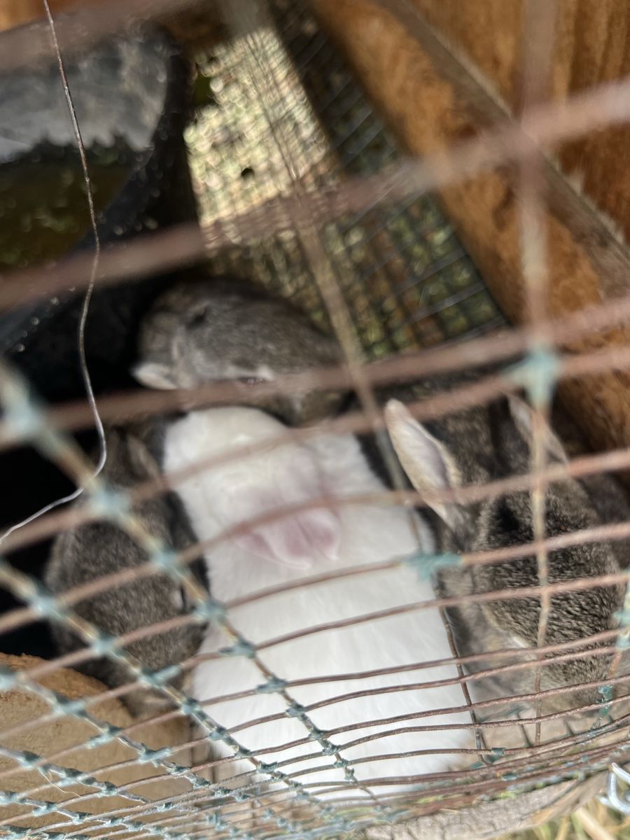 Baby rabbits!!!! Available on June 29th.