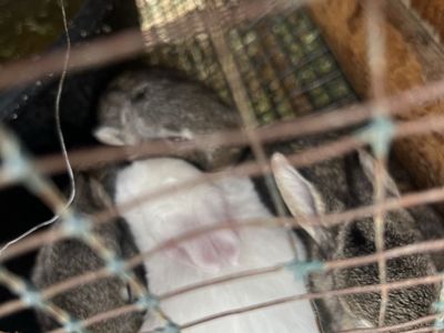 Baby rabbits!!!! Available on June 29th.