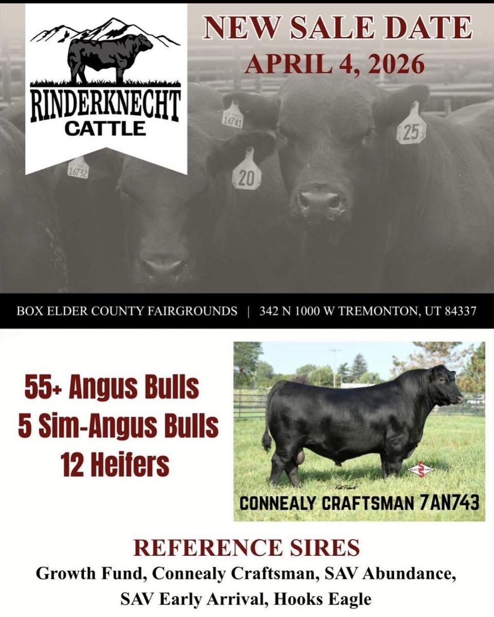 Rinderknecht Cattle Bull Sale