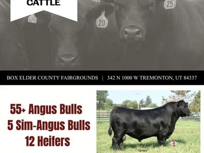 Rinderknecht Cattle Bull Sale