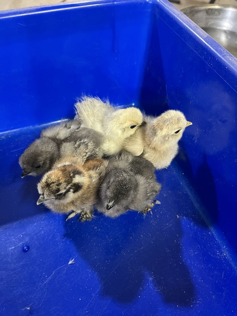 Silkie Chicks SALE