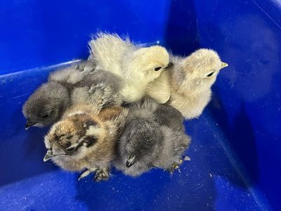 Silkie Chicks SALE