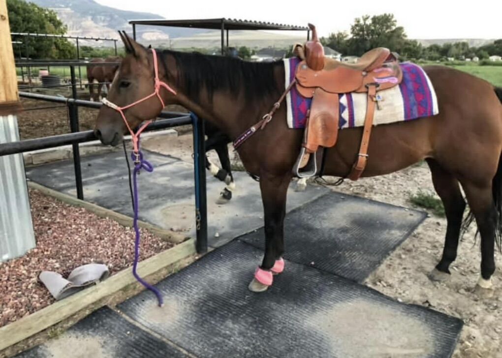 16 Year Old quarter Horse Mare