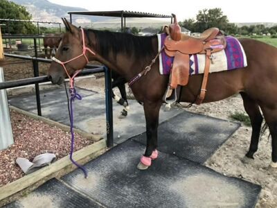16 Year Old quarter Horse Mare