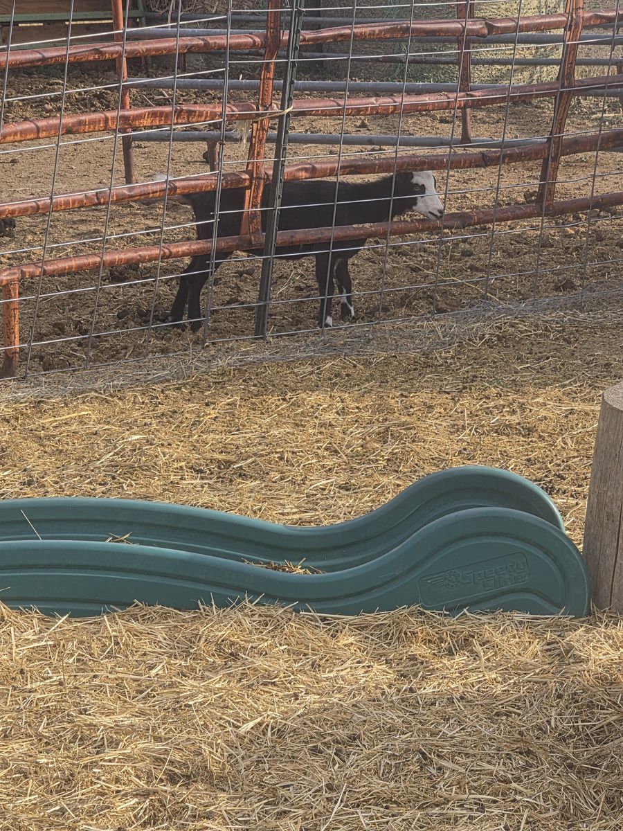 Goats for sale