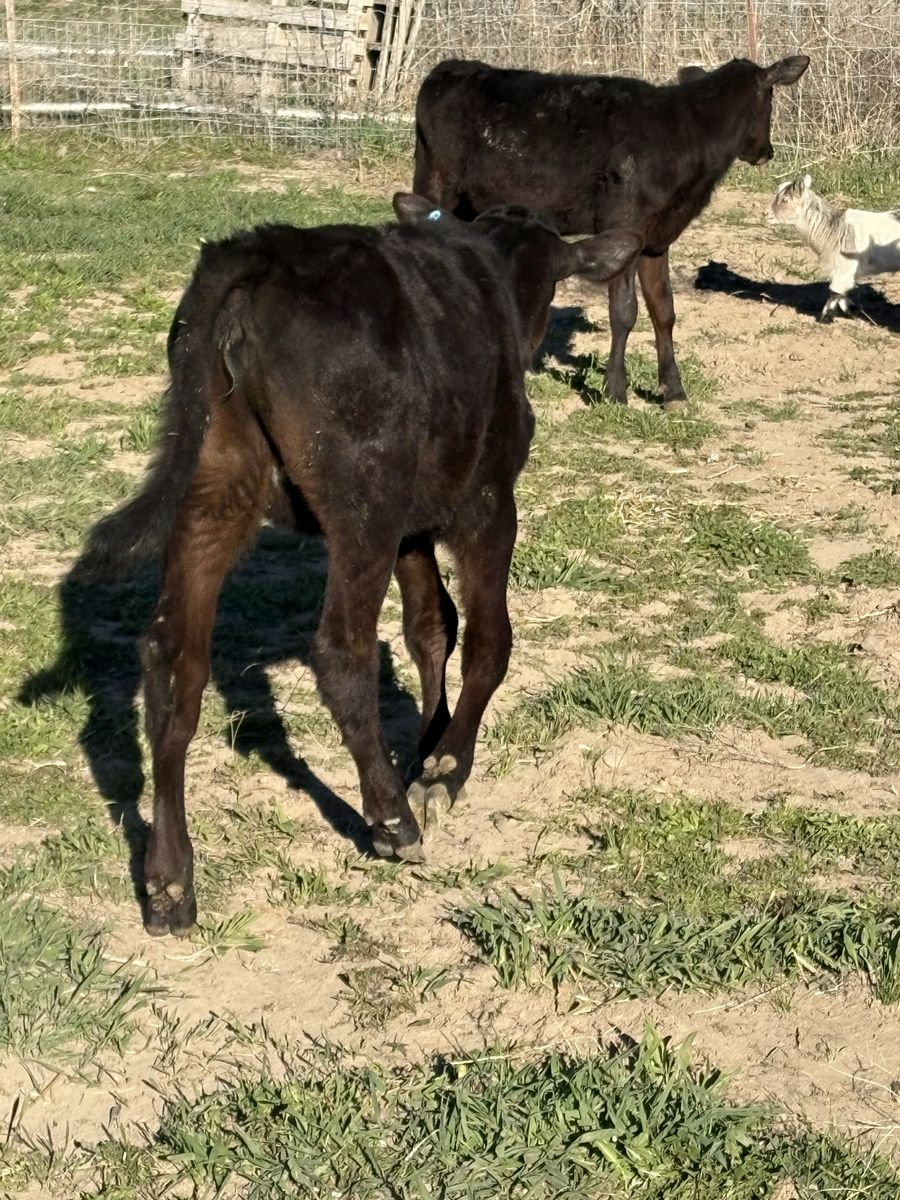 2 Angus Crosses There Both Hiefers