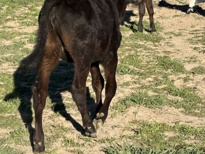 2 Angus Crosses There Both Hiefers