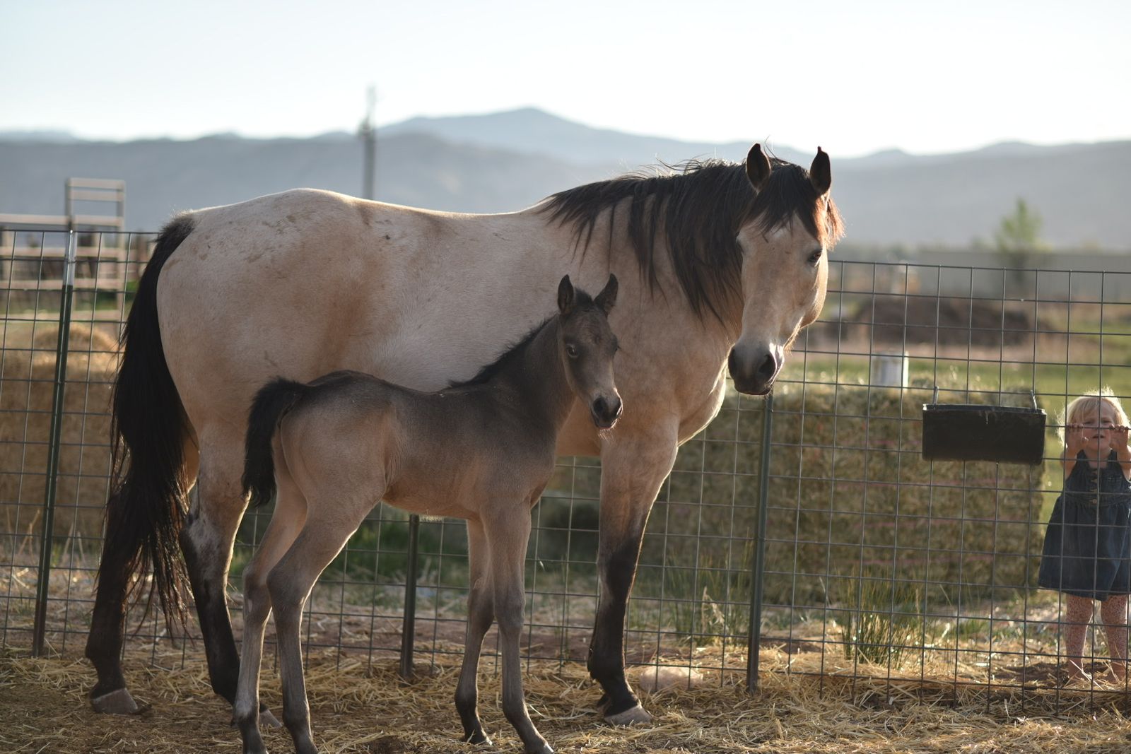 Buckskin roan colt
