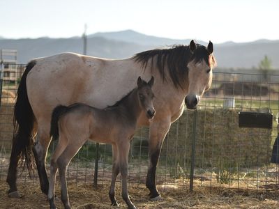Buckskin roan colt