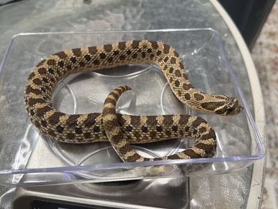 Triple het Sable, Albino, Axanthic hognose