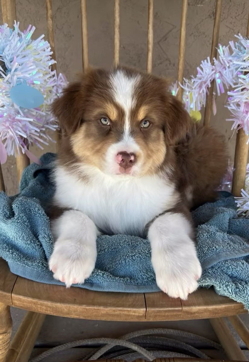 Akc / Asca Gorgeous Australian Shepherd puppies