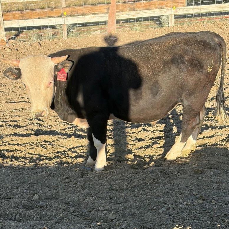 Bull for sale