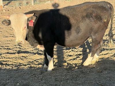 Bull for sale