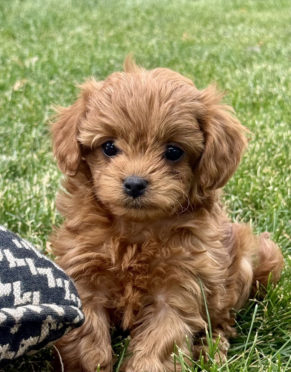 Male F1b cavapoo