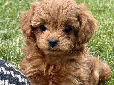 Male F1b cavapoo