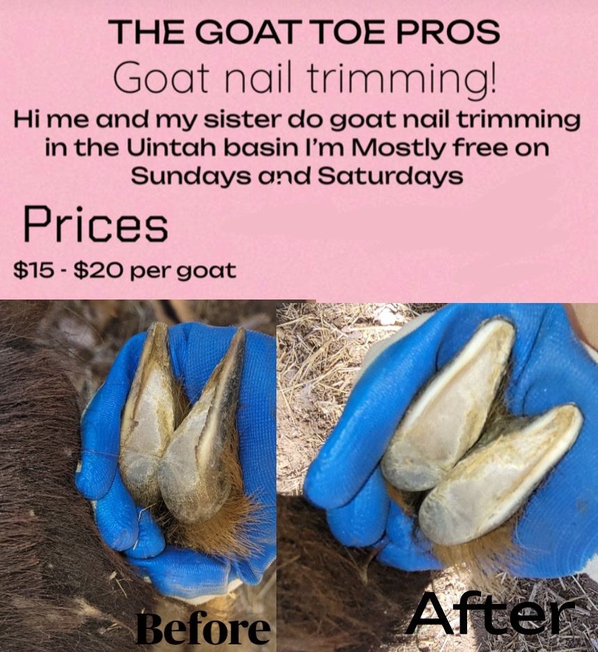 Goat nail trimming!!!!!