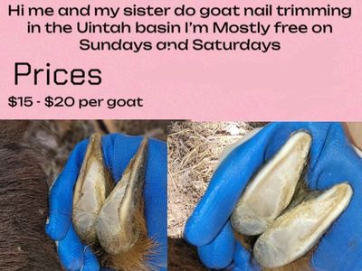 Goat nail trimming!!!!!