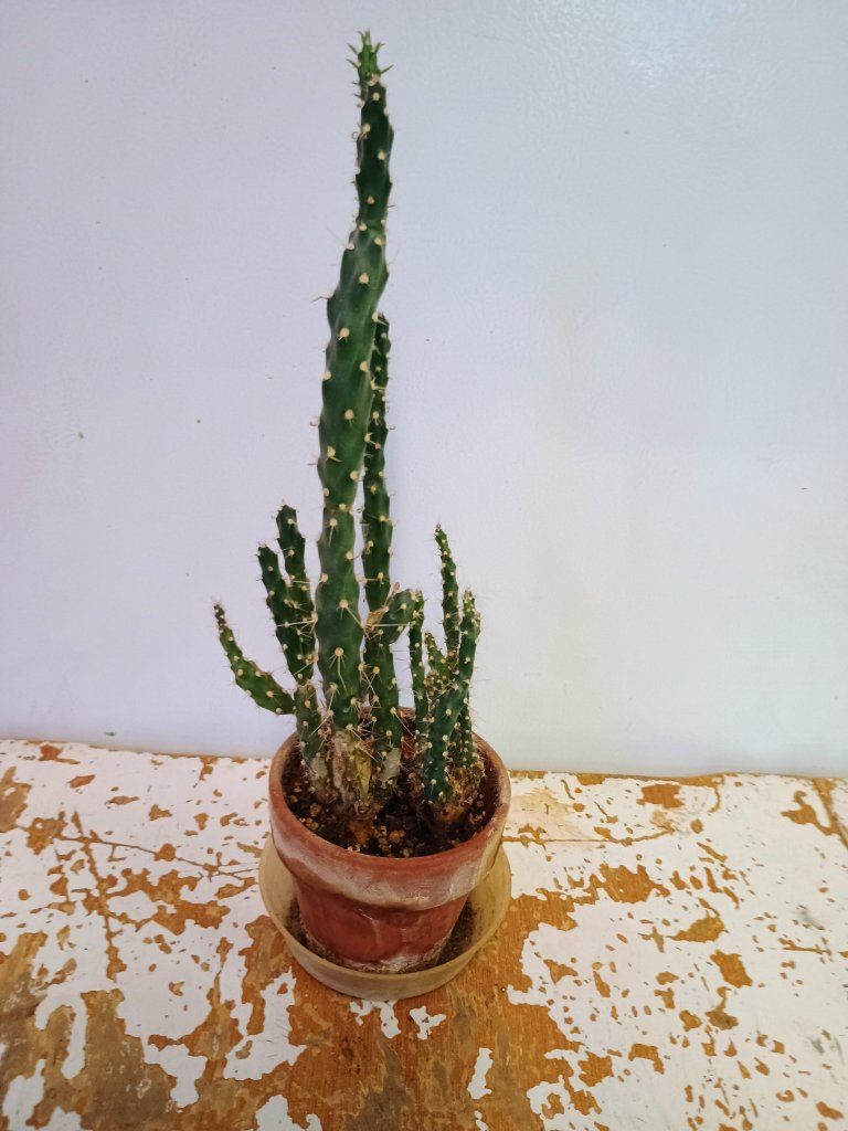 Cactus plant in clay pot. 13" tall.