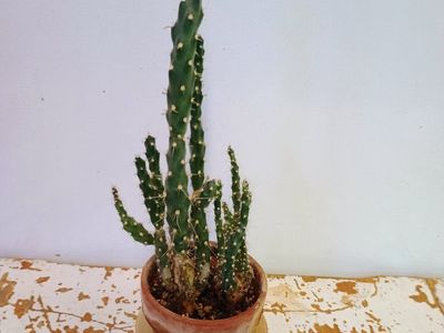 Cactus plant in clay pot. 13" tall.