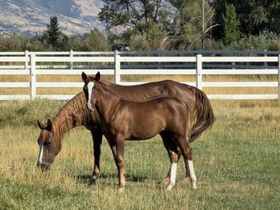 In Foal Broodmare & Weanling Trio