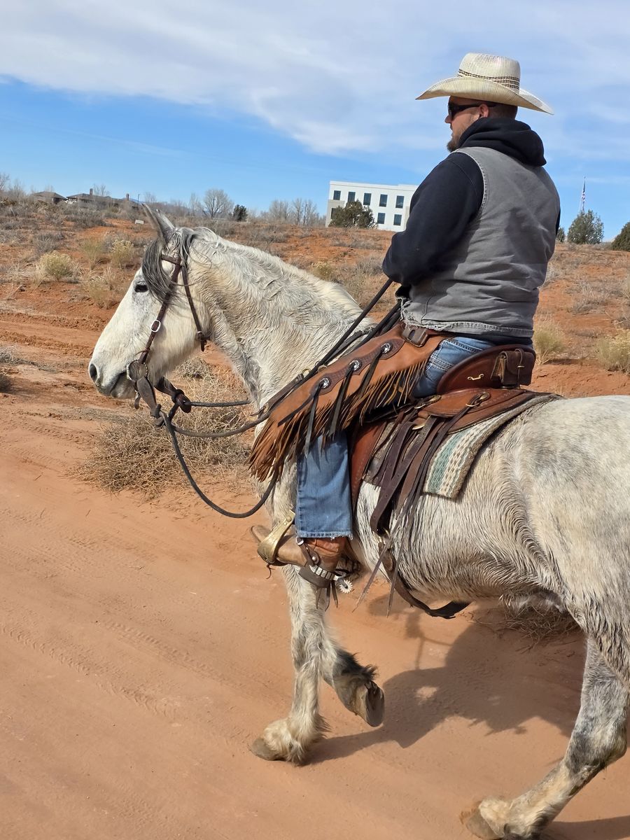 Warlander, Andalusian x Friesian