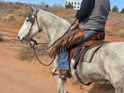 Warlander, Andalusian x Friesian