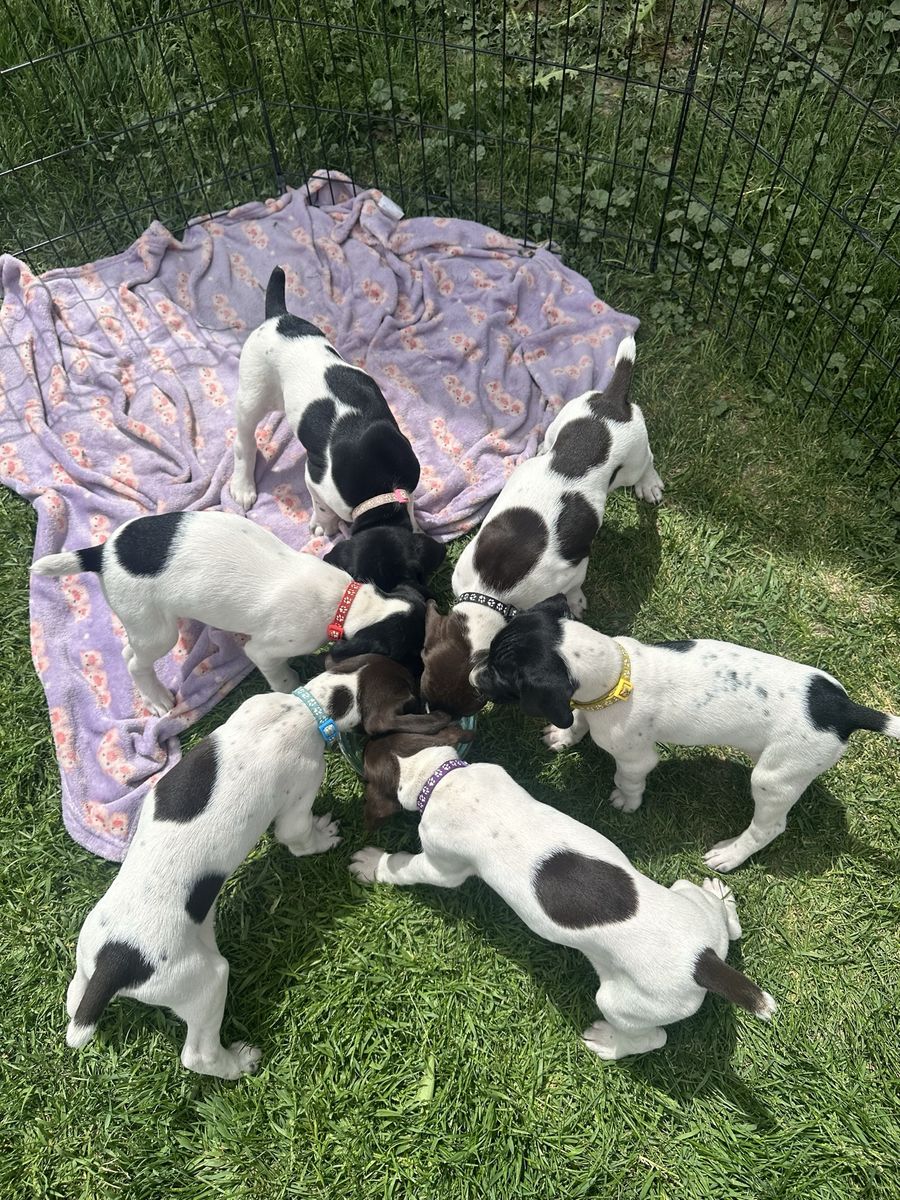 German Shorthaired Pointer (GSP) Puppies