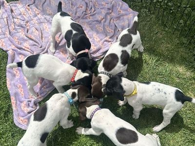 German Shorthaired Pointer (GSP) Puppies