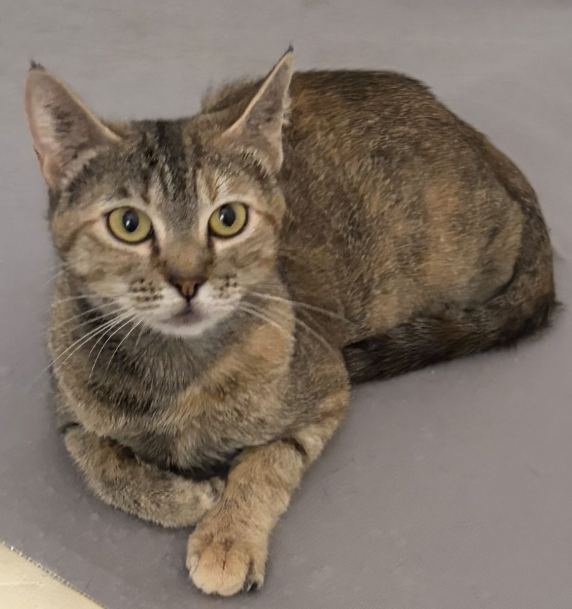 Two year old cat