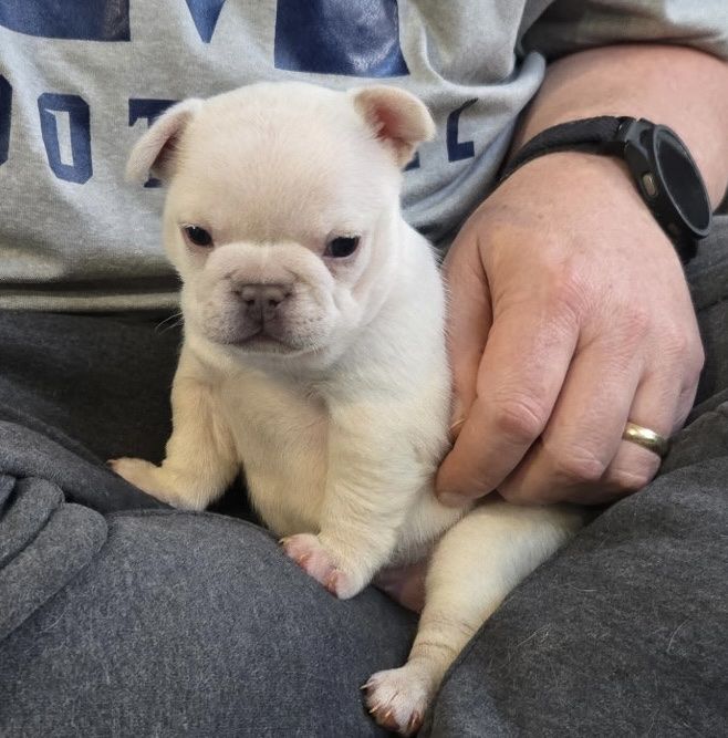AKC French Bulldog Puppies - Variety of Colors, Adorable and Ready for New Homes