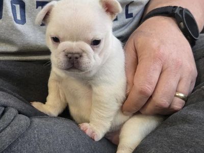 AKC French Bulldog Puppies - Variety of Colors, Adorable and Ready for New Homes