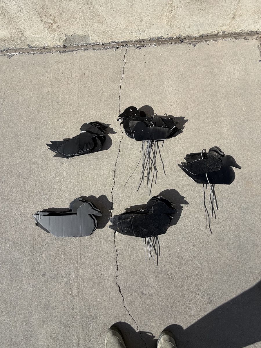 4.5 Dozen Black Duck Silos